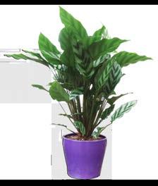 Calathea s grow well in low to medium light and cherish a little extra humidity.