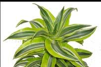 to a lush tropical appearance and can be easily maintained to control size.