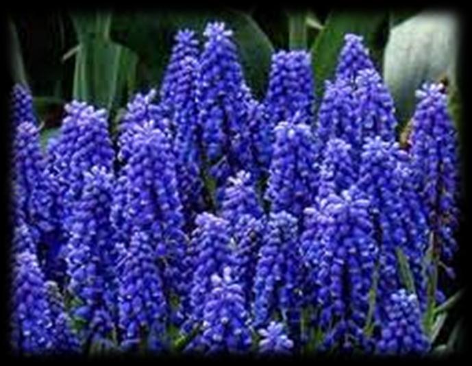Bulbs-Spring Flowering Plant in the