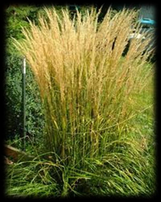 plantings Examples: feather reed