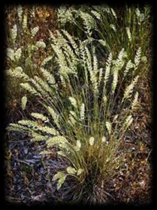 Ornamental Grasses-Short Less than 2 in