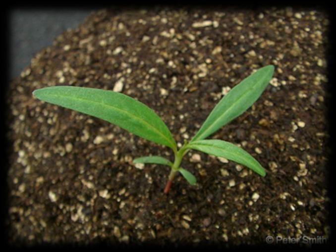 Transplants Plants will bloom earlier ¼ lb N / 100 square feet For 5-10-10, 5