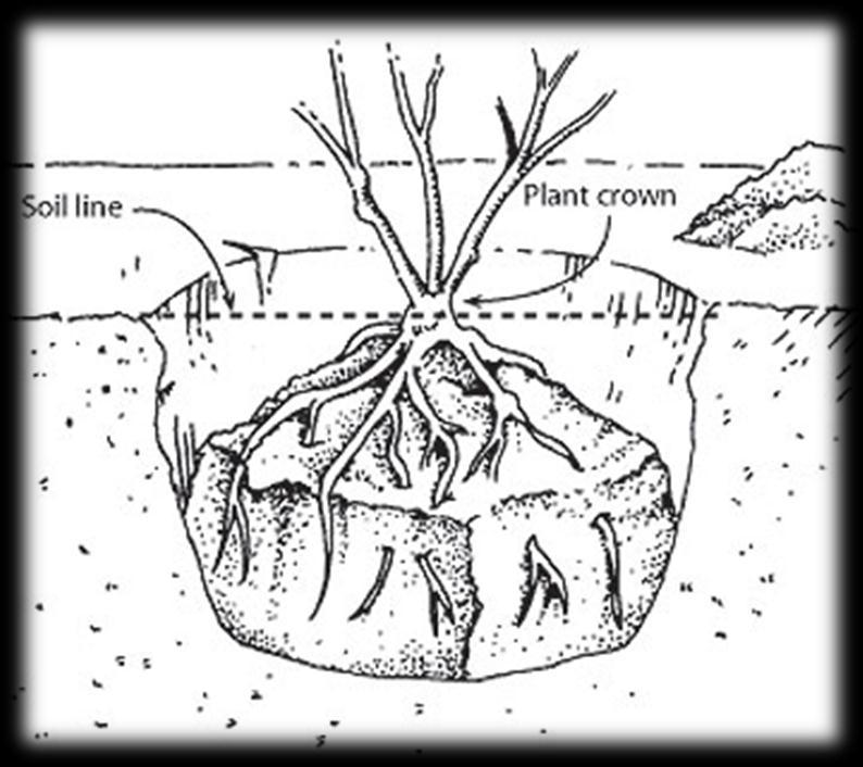 Planting Bare Root Bare root are sold without soil Soak in tepid water Trim trailing or damaged roots Make a mound for the roots to drape over Place plant so crown is at