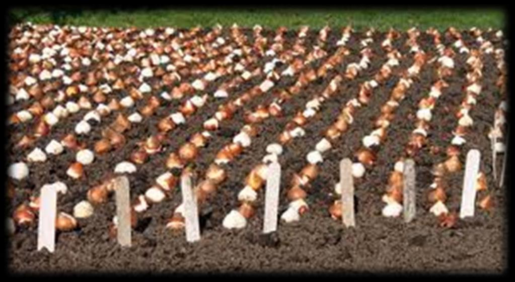 Bulbs Plant bulbs 2-3 times deep as they are tall with the nose
