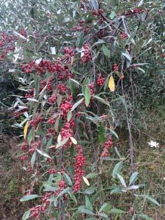 Autumn olive is widespread at the Powell River Project, and throughout the coal-mining region of Appalachia.