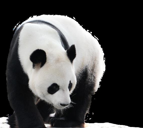 Exclusive Panda Breakfast Group Tour, Alberta Canada For more than 85 years, the world class, Botanical Garden and Prehistoric Park, nestled on an island only five minutes from downtown has offered