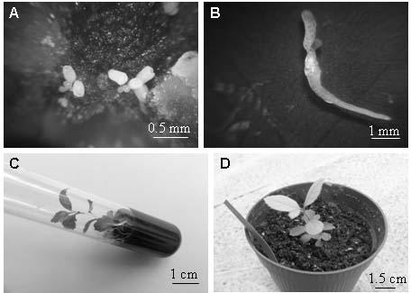 Fig. 2. Somatic embryo formation and plant regeneration. A. Several somatic embryos. B.