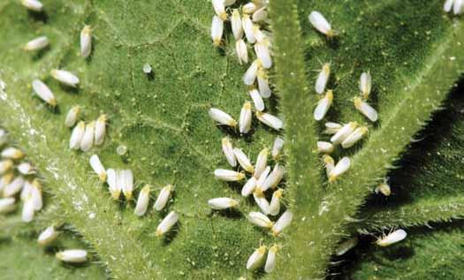 Department of Employment, Economic Development and Innovation Agri-Science Queensland Whitefly-transmitted viruses in vegetable crops Integrated virus disease management Adult silverleaf whitefly