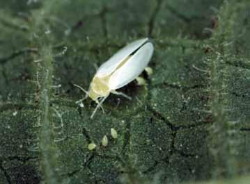 Two species of whitefly are important pests in vegetable crops in Australia: the greenhouse whitefly (Trialeurodes vaporariorum) the silverleaf whitefly (Bemisia tabaci).