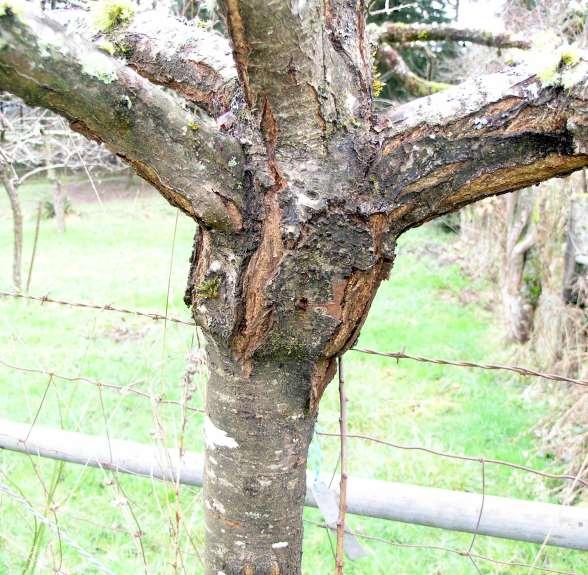 Plum Over-growing Rootstock Shows