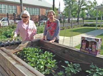 Ginny Allen coordinated Vegetable Planting Day at the Golden