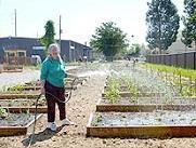 All of the beds are now planted with vegetables for use by
