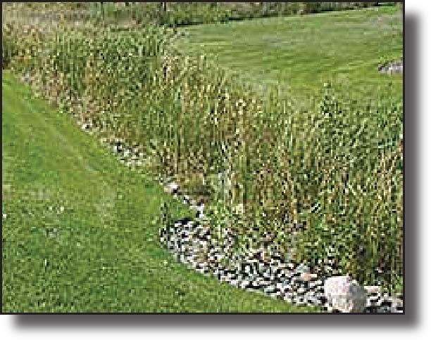 theme of natural water connections between upland areas and newly restored shorelines.