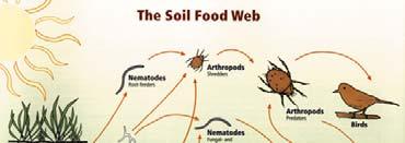 The Recent Dead The Long Time Dead Fresh residues Recently added manures Recently deceased microorganisms, plants, or animals Source of nutrients for plants Source of food for