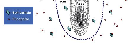 without mycorrhizae