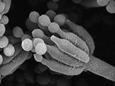 Bacteria Species