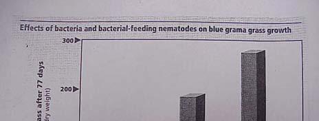 115,000/g Amoebae 7,400/g 156,000/g Ciliates 59/g 7,700/g Bacterial feeding nematodes 365/100cm3 882/100cm3