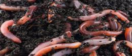 Composting Worms Eisenia fetida red wigglers Surface dwellers