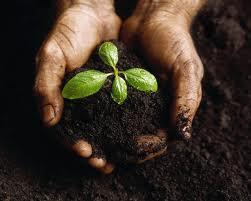Life Giving Soil handful of forest soil can contain up to 10 billion bacteria, about a