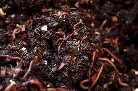 As the pile cools worms, insects, and their relatives will help out the