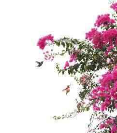 FLOWERING SPECIES Handpicked to have seasonal blooming varieties, so that everywhere you look, your eyes are greeted by the vibrant canopies of fragrant blooming flowers Tabebuia rosea Bougainvillea