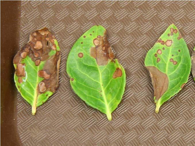 Anthracnose Central Florida farms reported severe twig dieback,