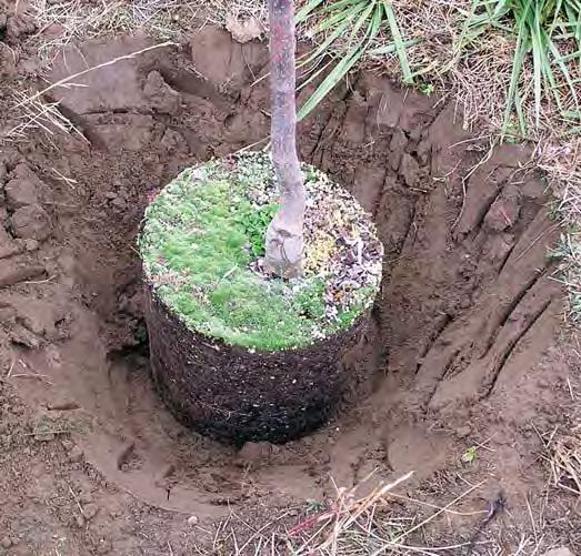 Check the soil s drainage with a simple percolation test. The rate at which water drains through the soil affects plants survival and growth.