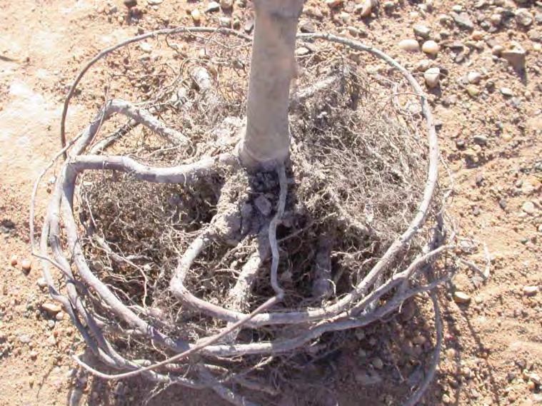 Roots will not grow through the synthetic burlap material. In Arkansas, biodegradable or natural burlap can be left along the sides of the root ball since it will naturally break down.