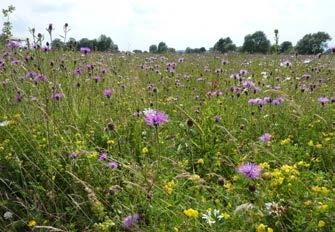 D. Trumpington Meadows Country Park Wildflower meadow, July 2014. Martin Baker, Wildlife Trust (stop 8).