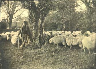 B. Byron s Pool and Literary Connections Shepherd and flock at Byron s Pool stream, c. 1885. Cambridgeshire Collection.