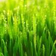 Organic Matter Grass clippings No pesticide treated clippings Good source of N Decompose quickly