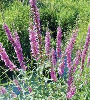 WEED IDENTIFICATION PAGES EMERGENT Purple Loosestrife Lythrum salicaria Identification: Tall perennial wetland plant with showy, compact spikes of