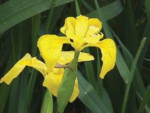 EMERGENT WEED IDENTIFICATION PAGES Yellow Flag Iris Iris pseudacorus Identification: Large yellow iris that grows in water.
