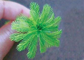 WEED IDENTIFICATION PAGES FLOATING MAT Parrotfeather Myriophyllum aquaticum Identification: Spikes of feathery leaves emerging up to a