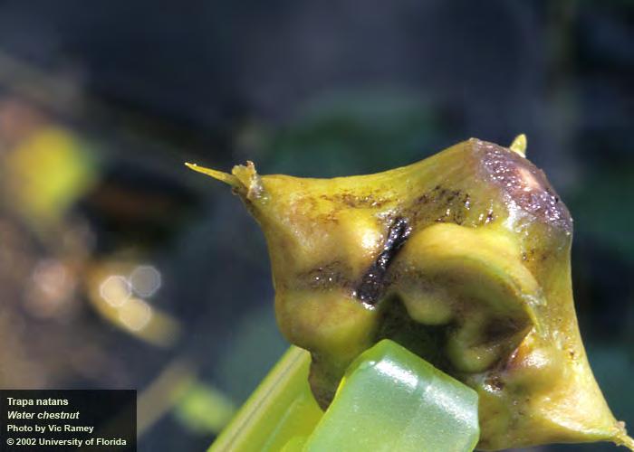 Water chestnut Annual species Reproduces through