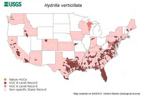 Hydrilla Annually in FL $15,000,000 control $857,000 loss revenue