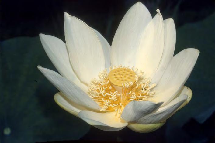(yellow pond lily) Nymphaea odorata