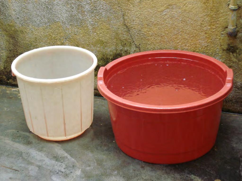 Rinse plants in a bucket before planting.