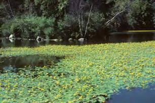 Non-Invasive Plants Marginal Asclepias incarnata (Swamp Milkweed) Caltha palustris (Marsh Marigold) Decodon verticillatus (Swamp Loosestrife) Erianthus ravennae (Hardy Pampas Grass) Glyceria