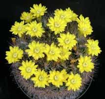 Rebutia (Sulcorebutia) candiae was the Holiday Contest plant years ago. Those who kept them alive (not that hard) are enjoying the yellow spines and the yellow-orange flowers.