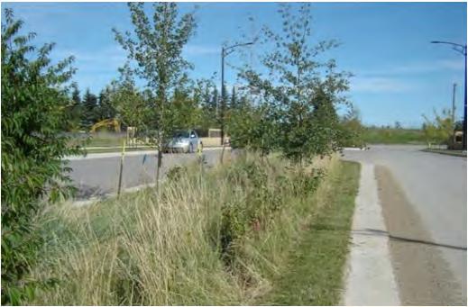 Absorbent landscaping could be incorporated into the development of all the SWMFs and parks, by increasing the depth of topsoil within the NSP in order to help temporarily store stormwater and allow