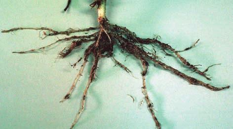 8 Problem solver Stunted plants 21. Nematodes Note lumpy galls on roots. Cause. The rootknot nematode Meloidogyne species. Solution.