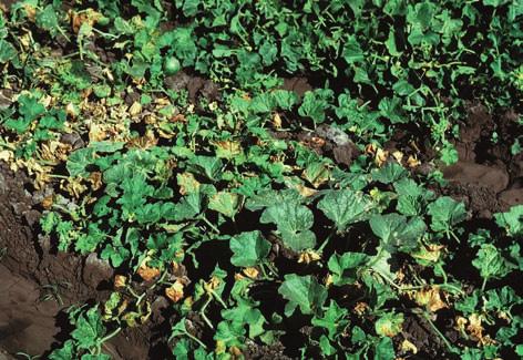 Either a residue of herbicide from a previous crop or a drift or over spray of a herbicide. Cucurbits are highly susceptible to herbicide damage. Solution.