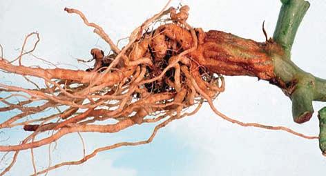 Varieties with a vigorous root system seem to be less susceptible. It is worse in soil with poor aeration, for example clay soils or soils that have been compacted.