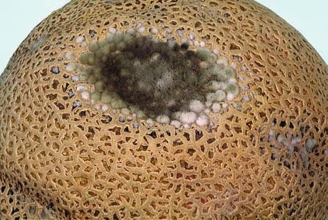 10 Problem solver Spots on fruit 27. Alternaria fruit rot Cause. Species of the Alternaria fungus. This fungus can be seed-borne and can carry over on crop residue in the soil.