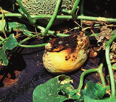 It is spread in wind-blown water droplets and is worse in warm, wet, windy weather. Solution. Do not plant into soil containing residue of a previous cucurbit crop.