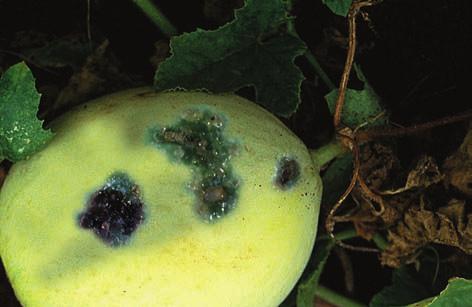 This bacteria is commonly seed-borne and can carry over on crop residue in the soil. It is spread in windblown water droplets and is worse in cool wet weather. It is worse on honeydews. Solution.
