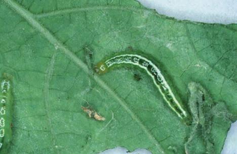 Larvae of the moth Phakellura indica. The larvae feed on the netting of rockmelons. Solution.