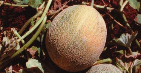 Apply a postharvest dip treatment. 44. Alternaria fruit rot Cause. Species of the Alternaria fungus. This fungus can be seed-borne and can carry over on crop residue in the soil.