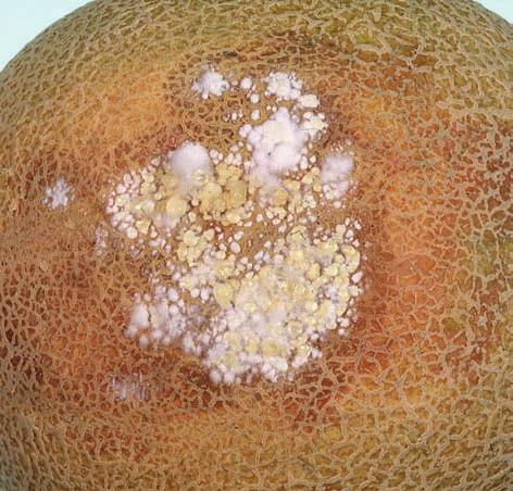 Problem solver 15 Fruit rots 45. Fusarium fruit rot Note. Usually occurs on stem end. Mould can be white or pink. Cause. Species of the Fusarium fungus.